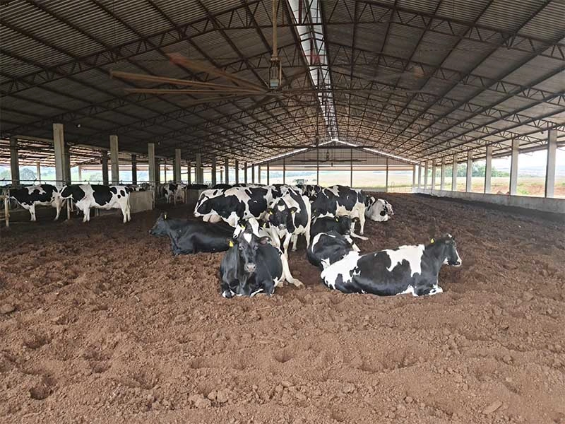 AS Projetos e Pré Moldados